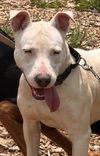 Olive: At shelter-Sponsored