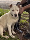 Olive: At shelter-Sponsored