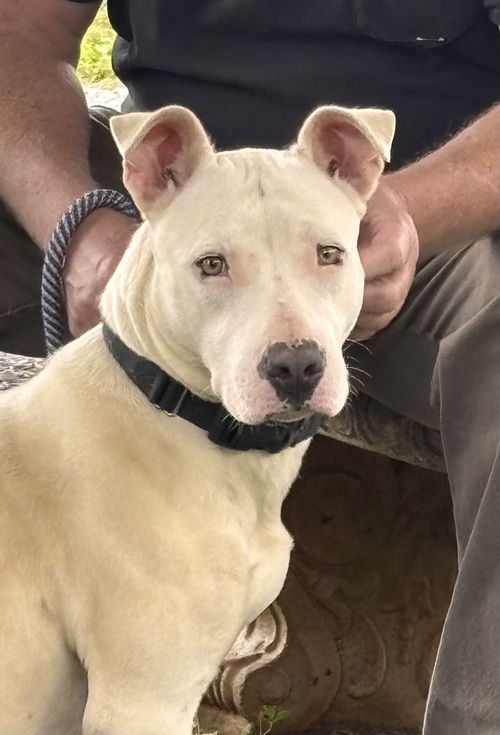 Olive: At shelter-Sponsored