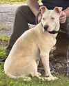 Olive: At shelter-Sponsored