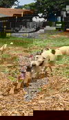 Olive: At shelter-Sponsored