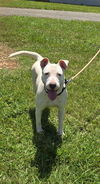 Olive: At shelter-Sponsored