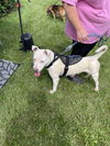 Olive: At shelter-Sponsored