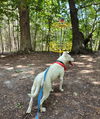 Olive: At shelter-Sponsored