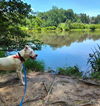 Olive: At shelter-Sponsored