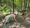 Olive: At shelter-Sponsored