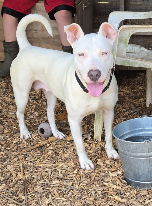 Olive: At shelter-Sponsored