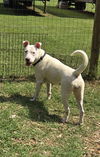 Olive: At shelter-Sponsored