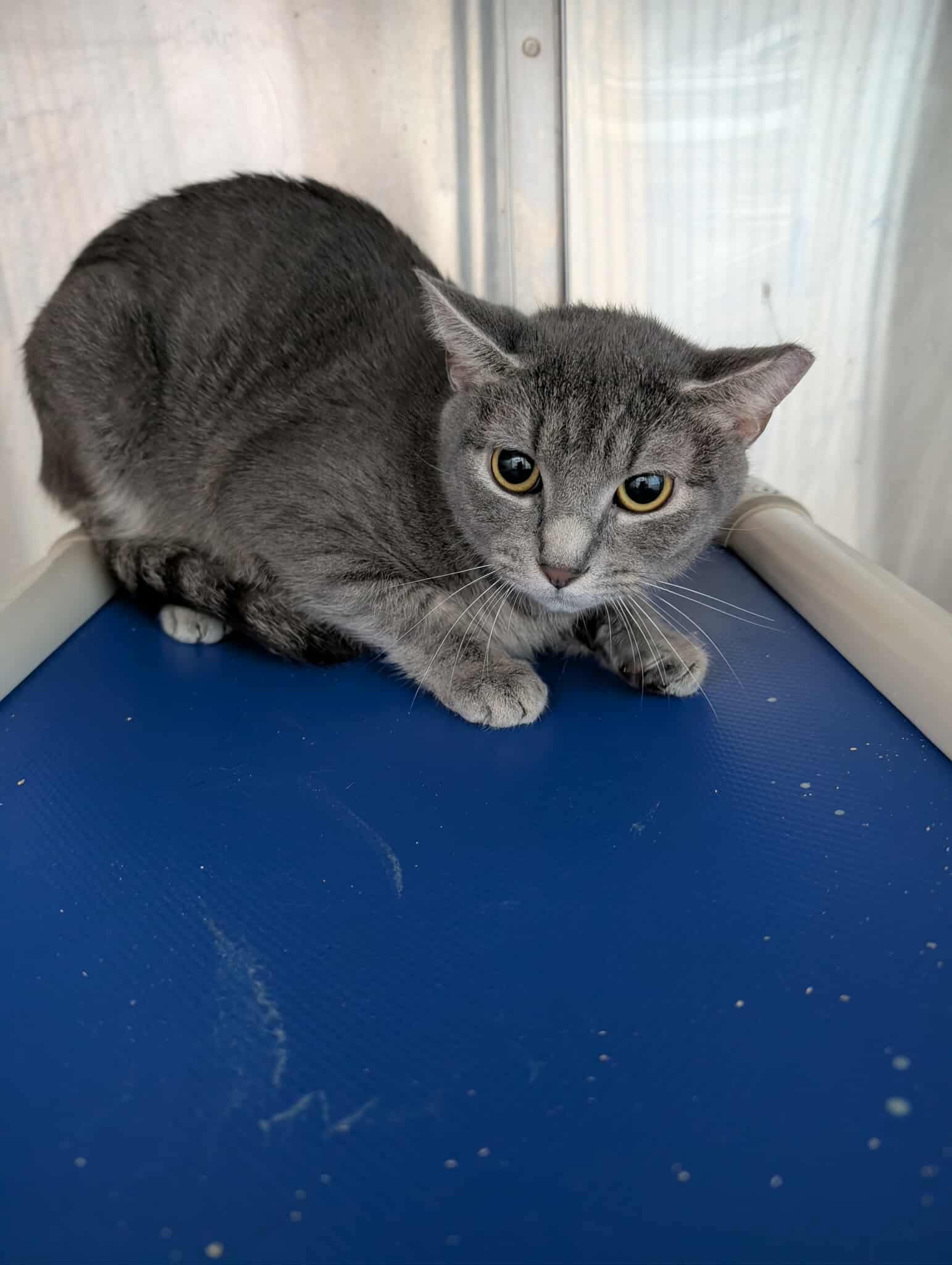 adoptable Cat in Rustburg, VA named Cleo: At shelter