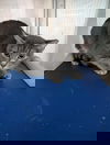 adoptable Cat in Rustburg, VA named Cleo: At shelter