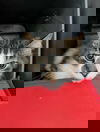 Peekaboo - At shelter