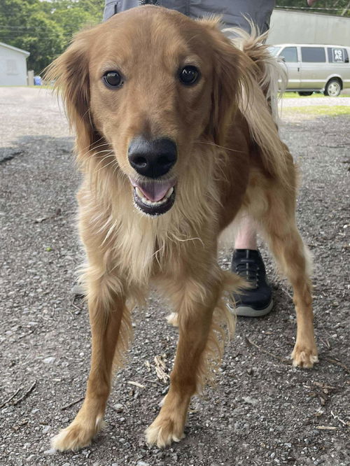 Charley - At shelter