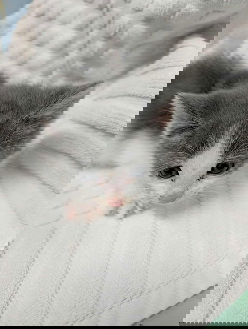 Charcoal Briquette - At shelter