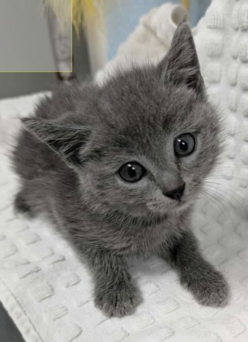 Cinder: At shelter