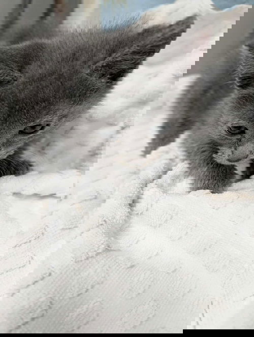Mountain Ash - At shelter