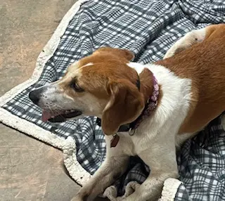 Ollie My Home To Yours - beagle/hound mix