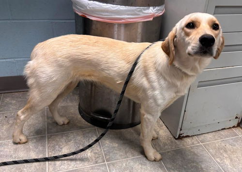 Ritz - At shelter available 6/6