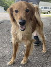 Charley: Not at shelter (Michelle)