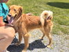 Charley: Not at shelter (Michelle)