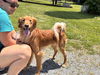 Charley: Not at shelter (Michelle)