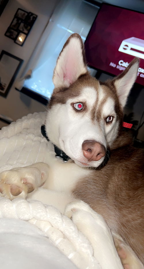 Whiskey: 