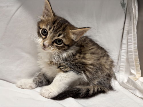 Flintstones Wilma: At shelter