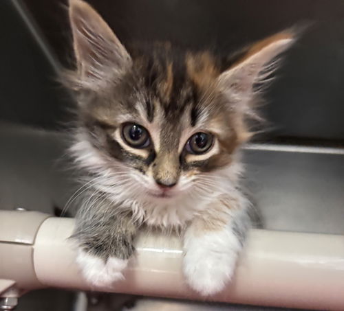 Flintstones Betty: At shelter