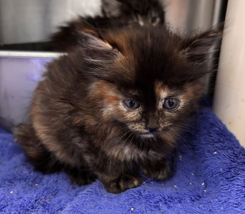 Nacho: At shelter