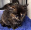 Nacho: At shelter
