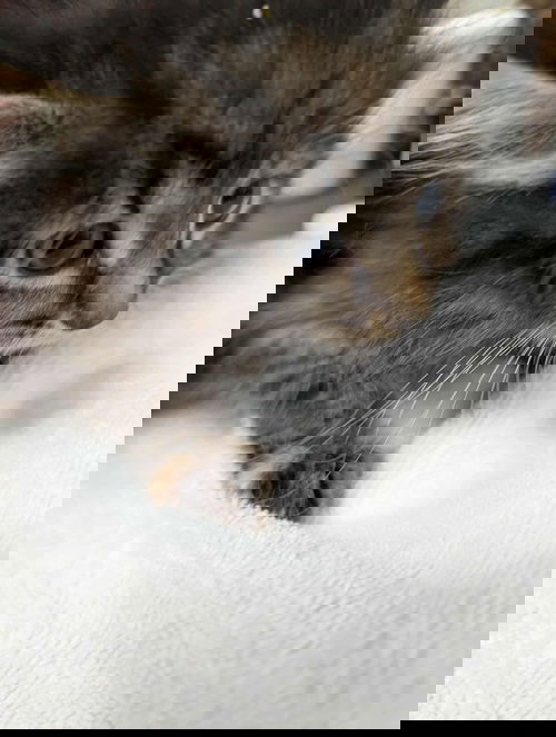 Callie - At shelter