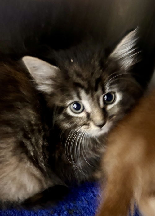 Callie: At shelter