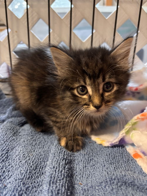 Callie: Not At shelter (Barbe)