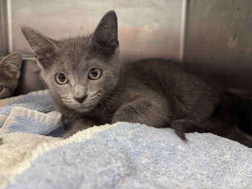 Robert: At shelter