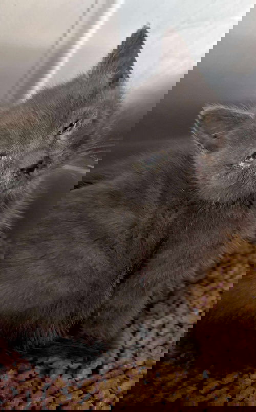 Andy - At shelter