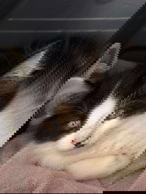 Moo - At shelter