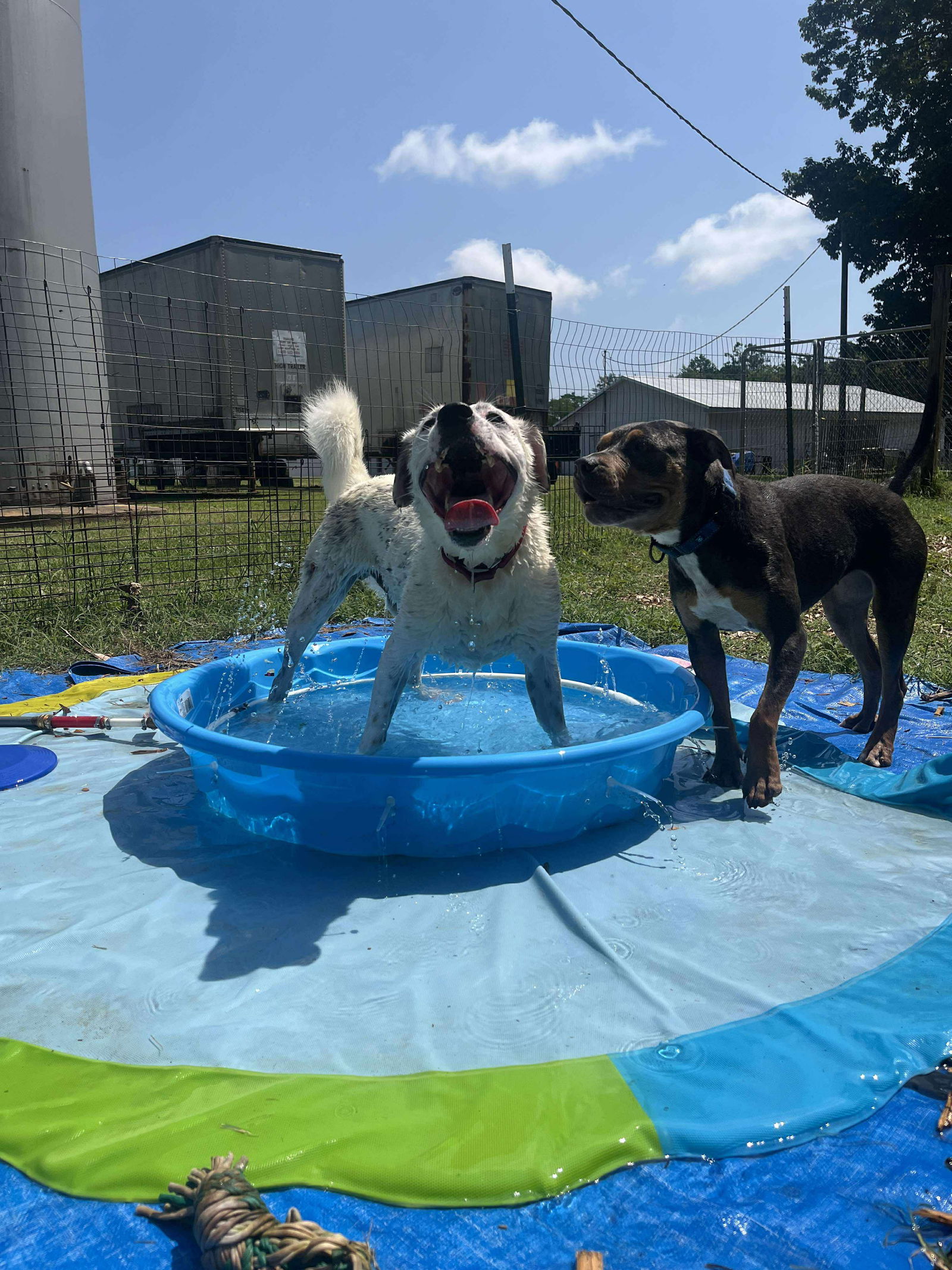 adoptable Dog in Rustburg, VA named Tommy: At shelter
