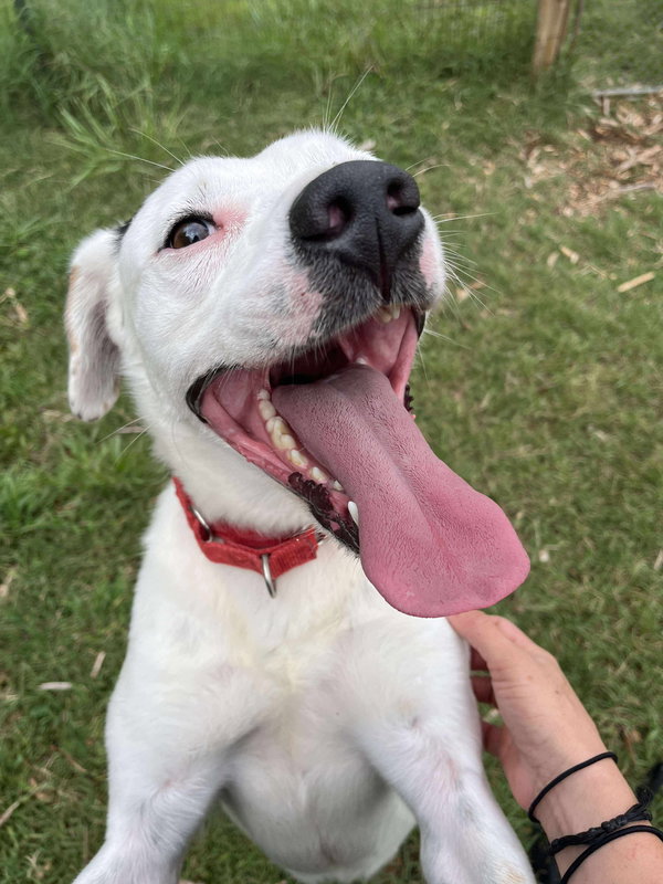 Tommy: Not At Shelter (Heather)