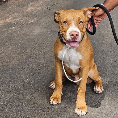 Milo - At shelter