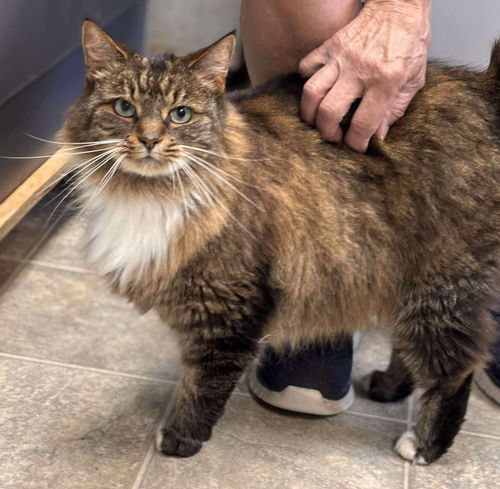 Sweet Pea: At shelter