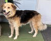 Dasie: At shelter (available 7/4)