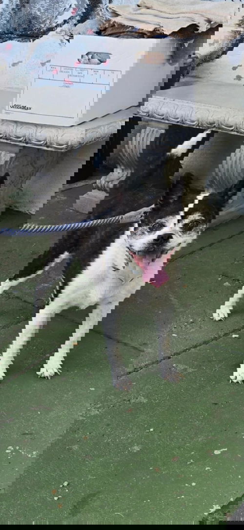 Rascal: At shelter