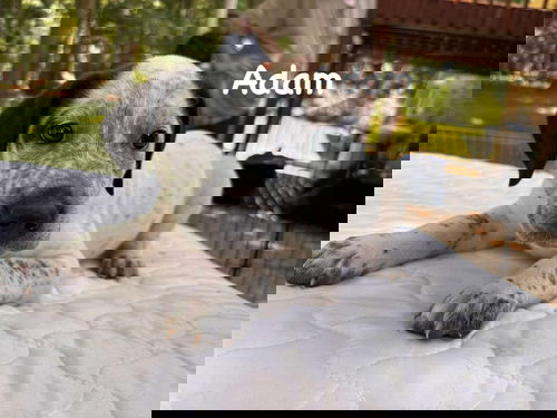 Adam - Not at shelter (Mom Girlie)