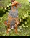 Benji - Not At Shelter (Mom Girlie)