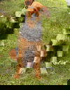Daniel - Not at shelter (Mom Girlie)