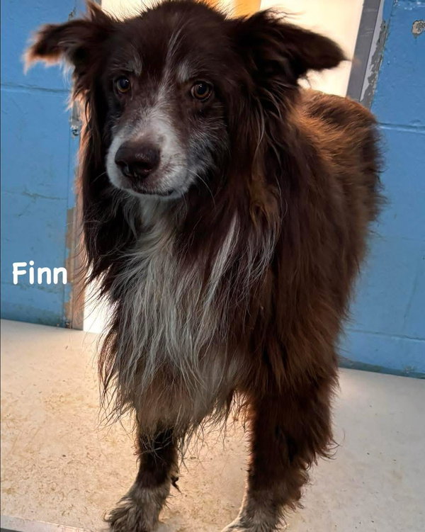 Finn: Not At the shelter (Michelle E)