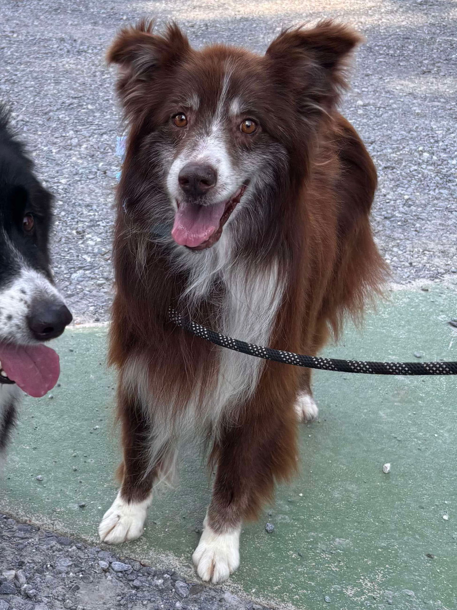 adoptable Dog in Rustburg, VA named Finn: At the shelter