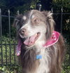 Finn: Not At the shelter (Michelle E)