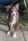 Finn: Not At the shelter (Michelle E)