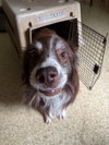 Finn: Not At the shelter (Michelle E)