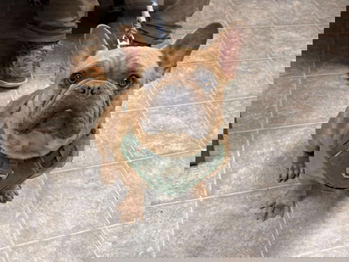 Ricky - Not at shelter (Tiffany)
